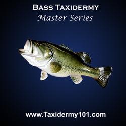 Bass Taxidermy