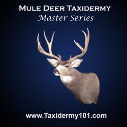 Mule Deer Taxidermy