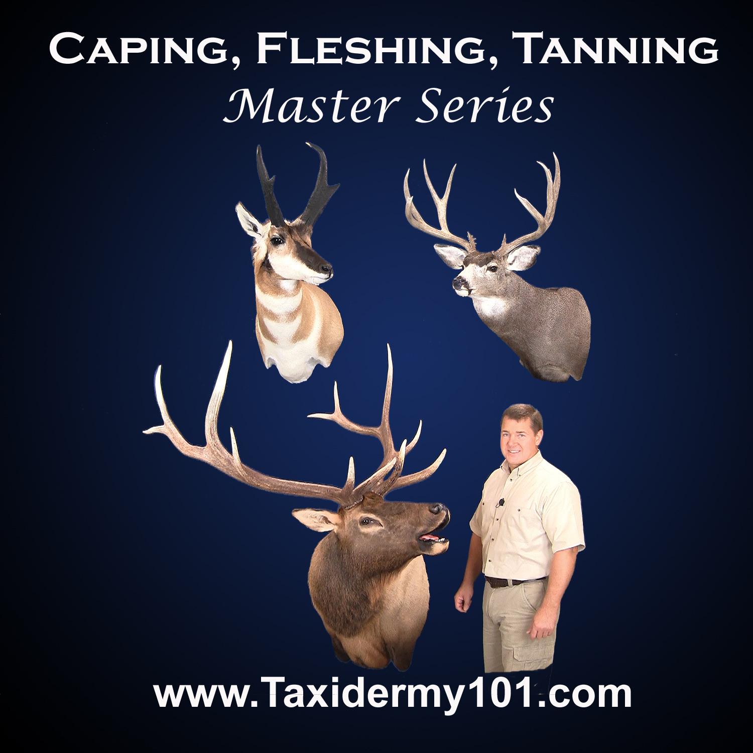 Caping, Fleshing and Tanning Game Heads