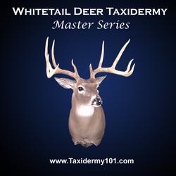 Whitetail Deer Taxidermy
