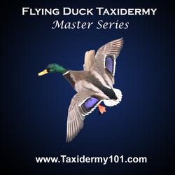 Flying Duck Taxidermy
