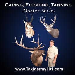 Caping, Fleshing and Tanning Game Heads