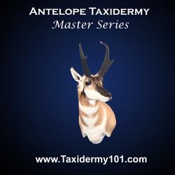 Pronghorn Antelope