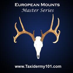 European Skull Mounts