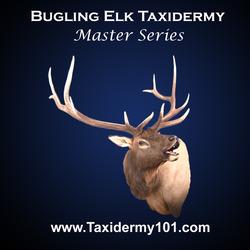 Elk Taxidermy