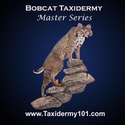 Bobcat Taxidermy